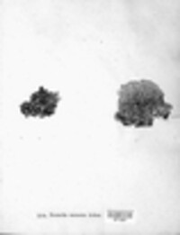 Brodoa intestiniformis image
